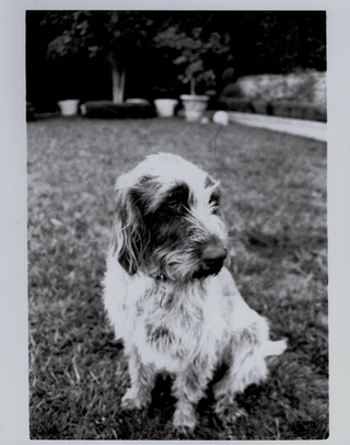 Illustration for article titled Shooting Challenge Pets Gallery 2